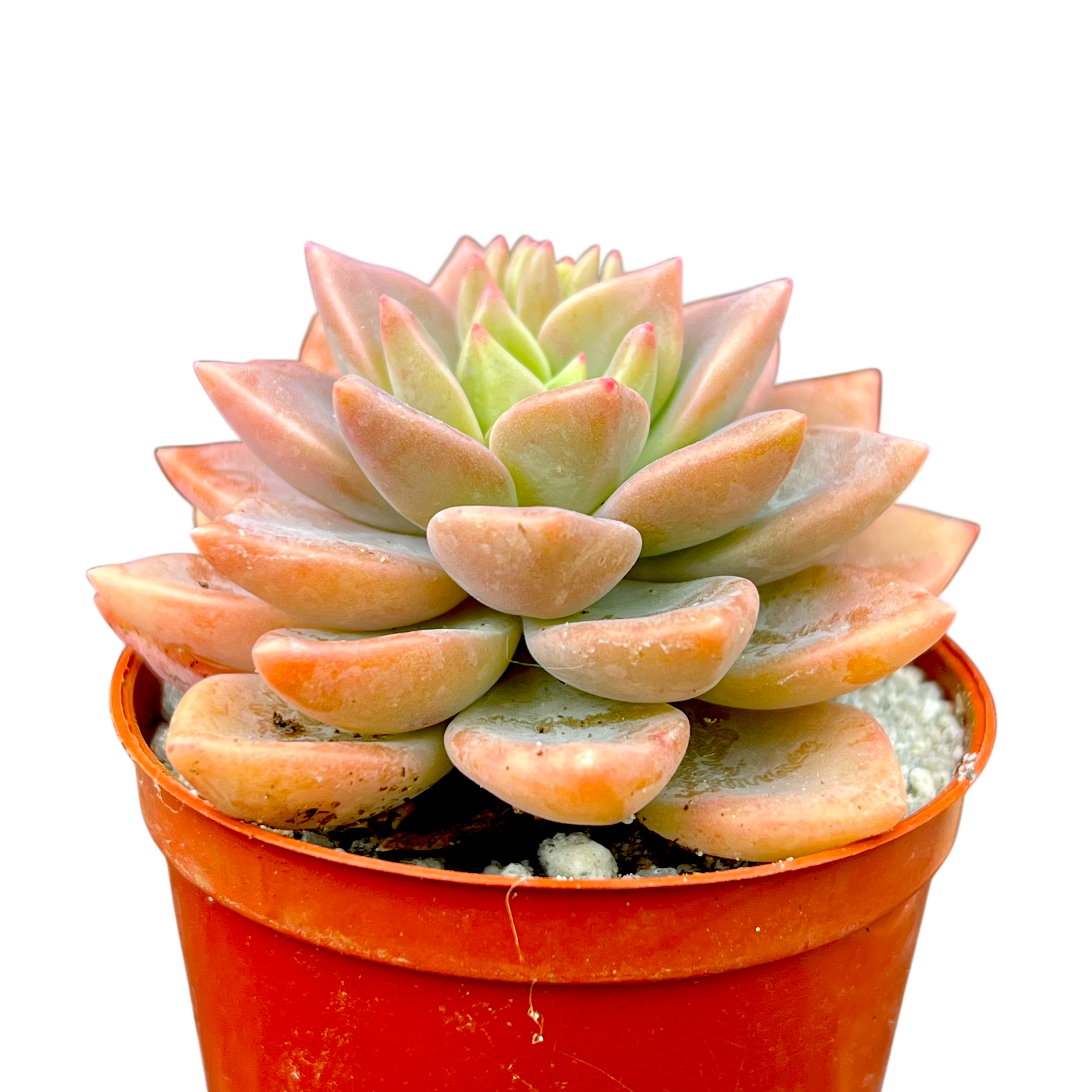 x Graptoveria 'Acaulis'