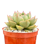 Echeveria 'Fabiola'