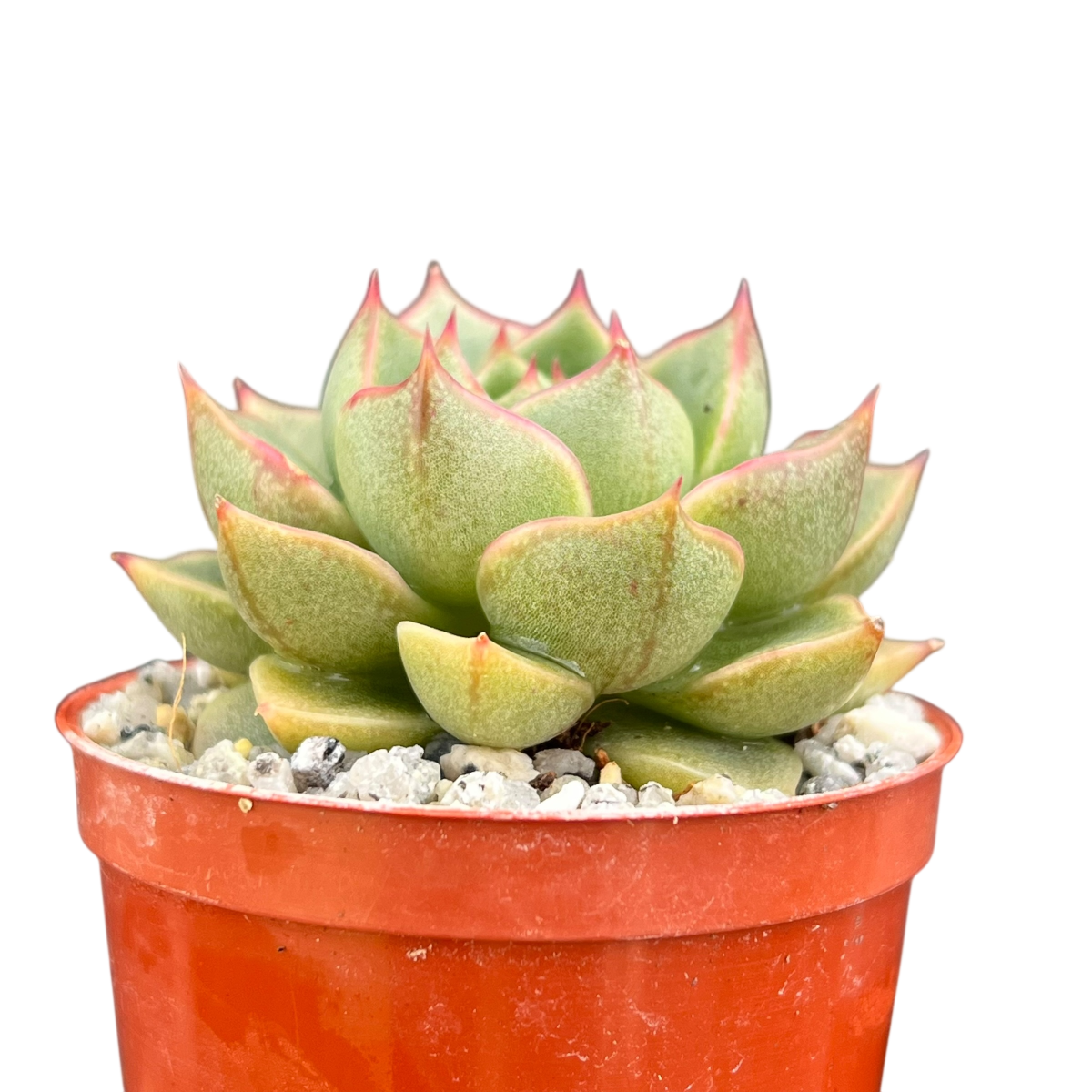 Echeveria 'Fabiola'