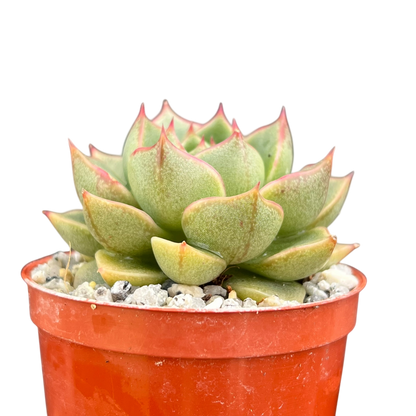 Echeveria 'Fabiola'