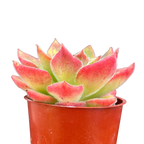 Echeveria 'Giant Mexican Firecracker'