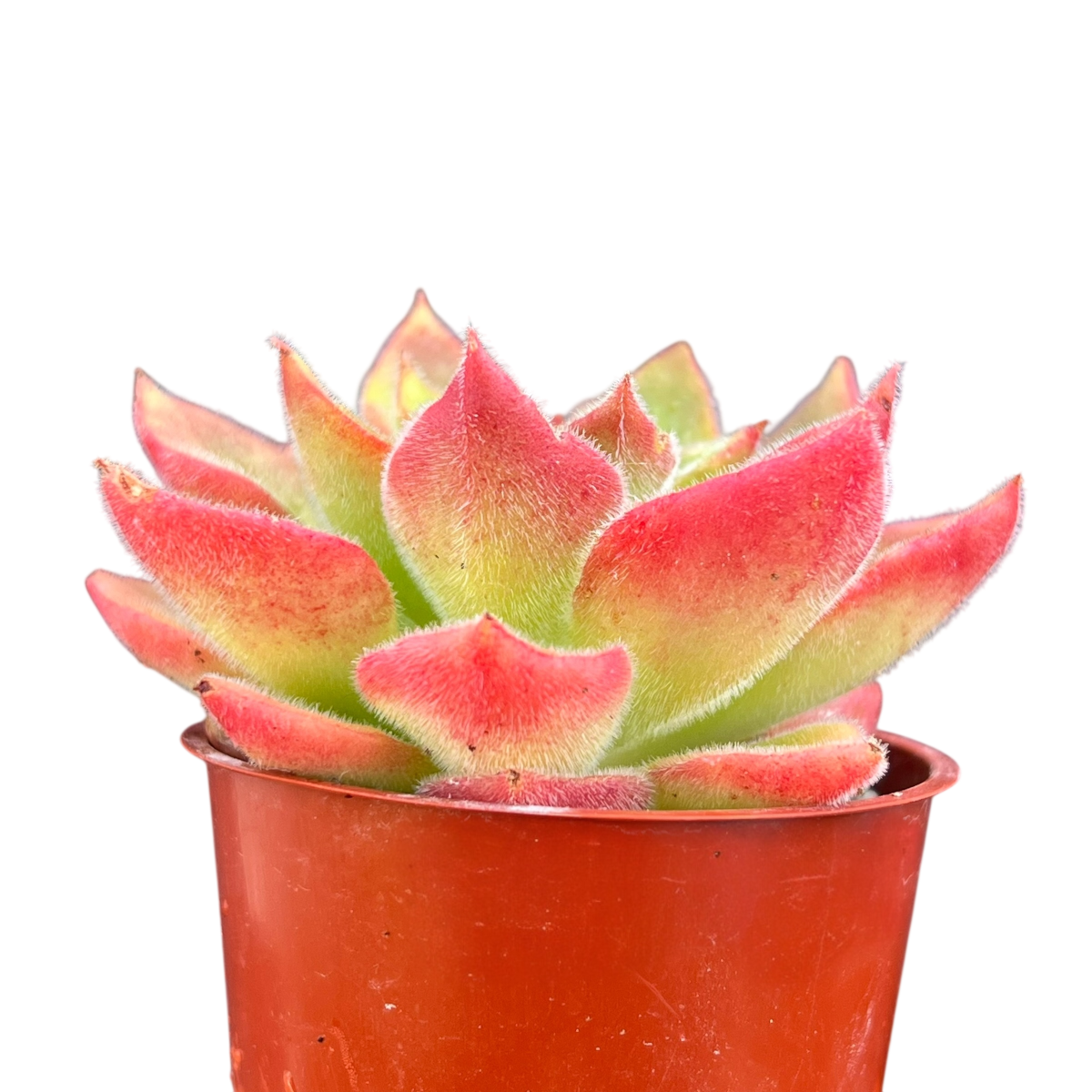 Echeveria 'Giant Mexican Firecracker'