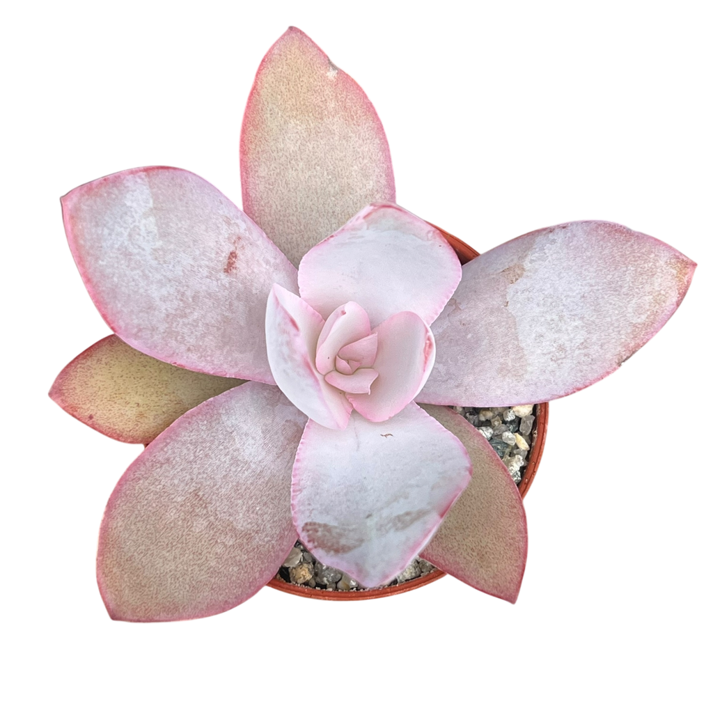 Echeveria cante