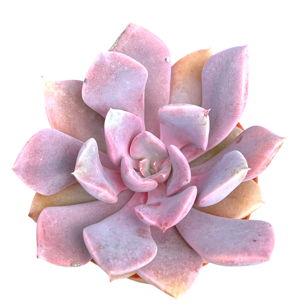 x Graptoveria 'Debbie'