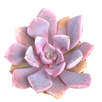 x Graptoveria 'Debbie'