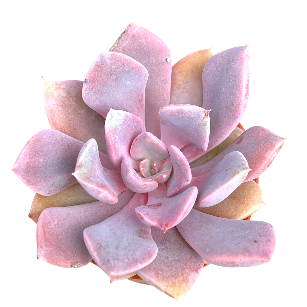 x Graptoveria 'Debbie'