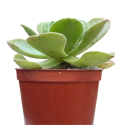 Aeonium longithyrsum