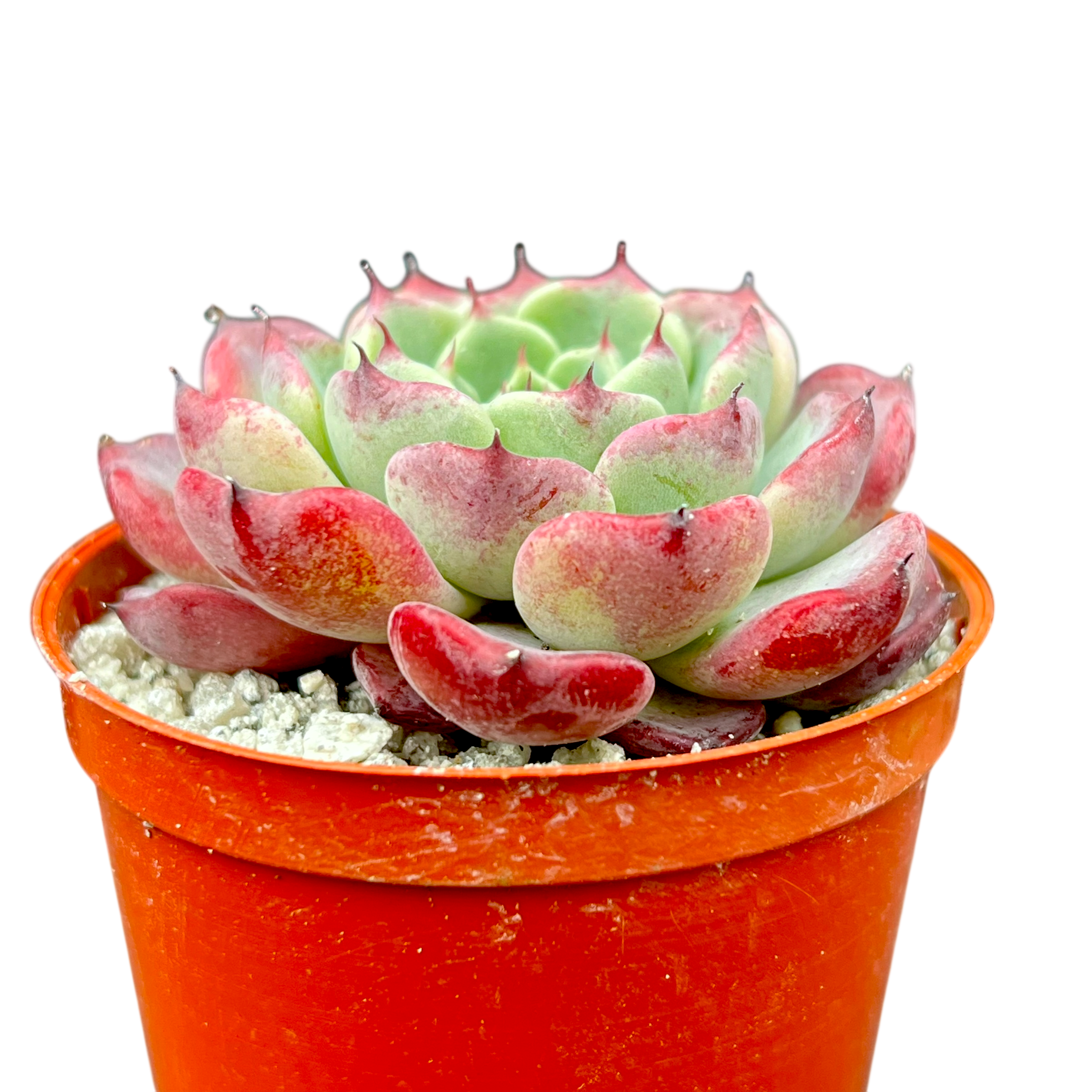 エケベリア 'サラ 姫牡丹' – Surreal Succulents エケベリア 'サラ 姫牡丹' – Surreal Succulents