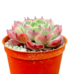 Echeveria 'Sara Himebotan'