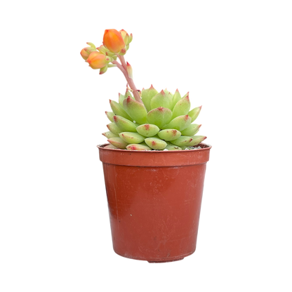 Echeveria derosa 'Worfield Wonder'