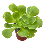 Aeonium arboreum v. magnificum