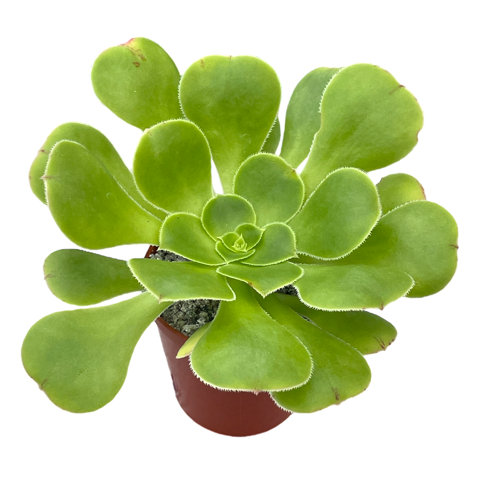 Aeonium arboreum v. magnificum