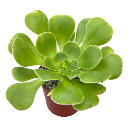 Aeonium arboreum v. magnificum
