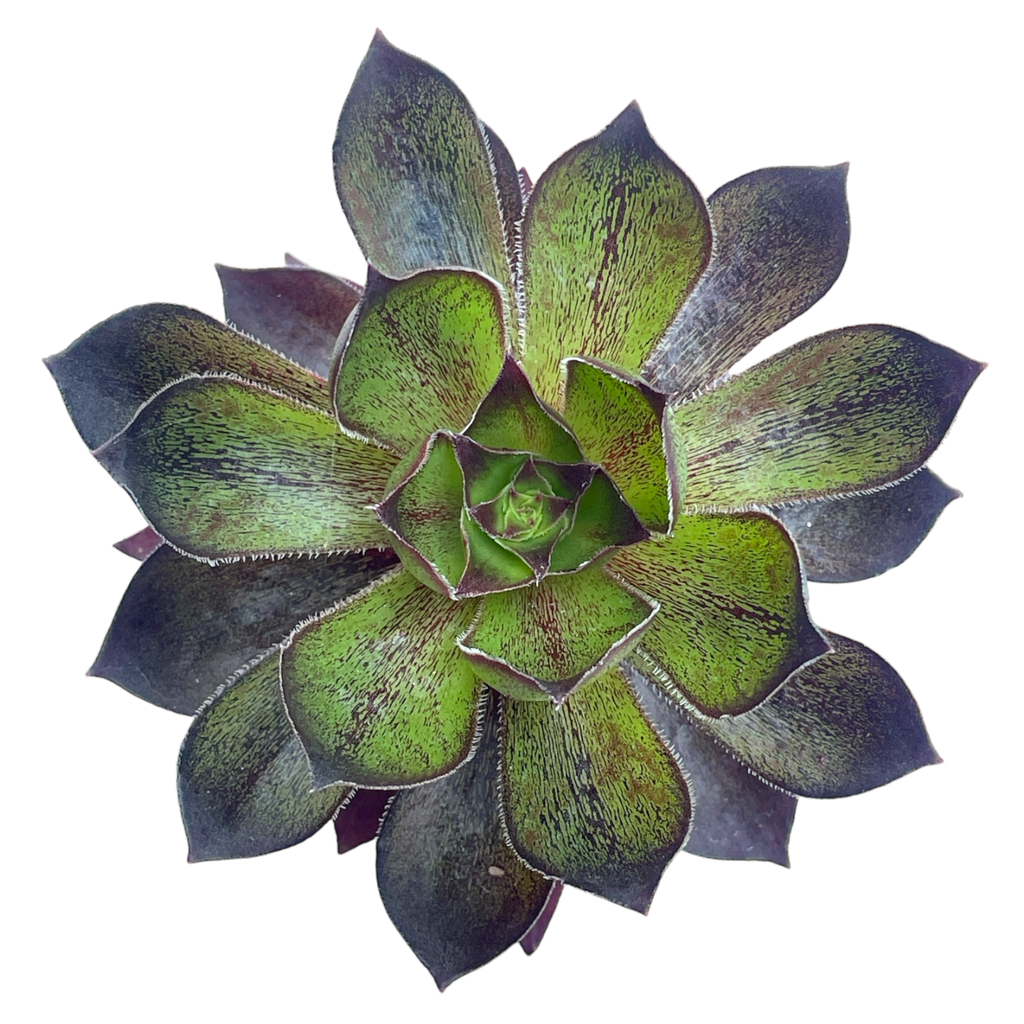 x Semponium 'Mrs Frosty'