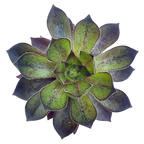 x Semponium 'Mrs Frosty'