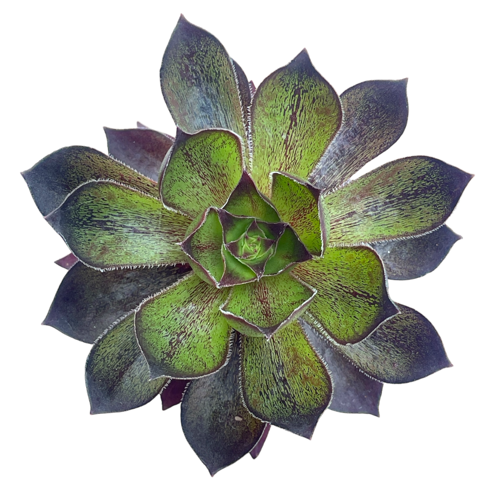 x Semponium 'Mrs Frosty'