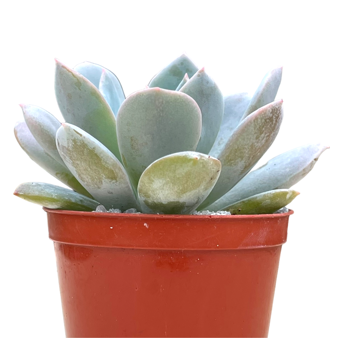 Echeveria 'Blue Star'