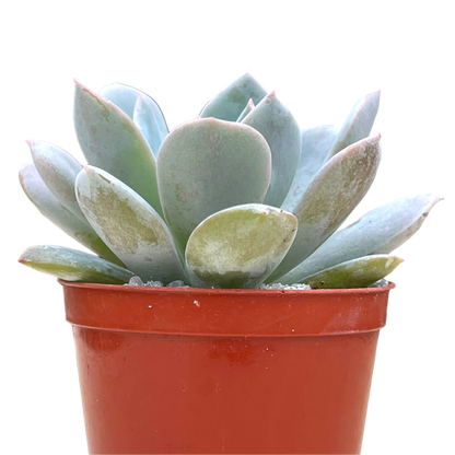 Echeveria 'Blue Star'
