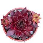 Sempervivum 'Solar'