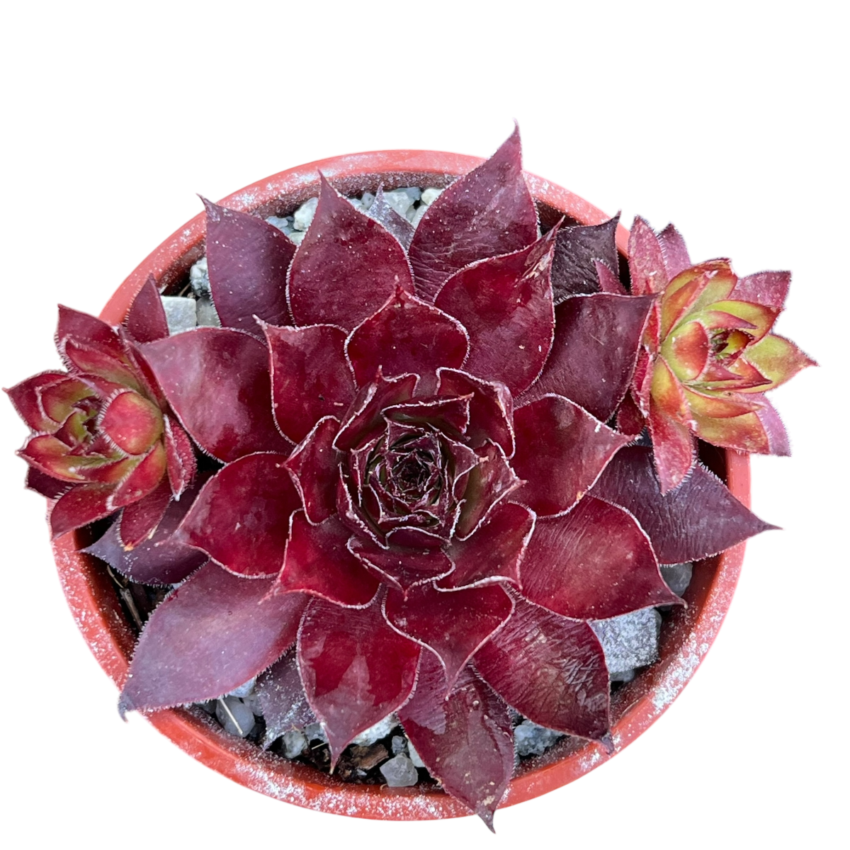Sempervivum 'Solar'