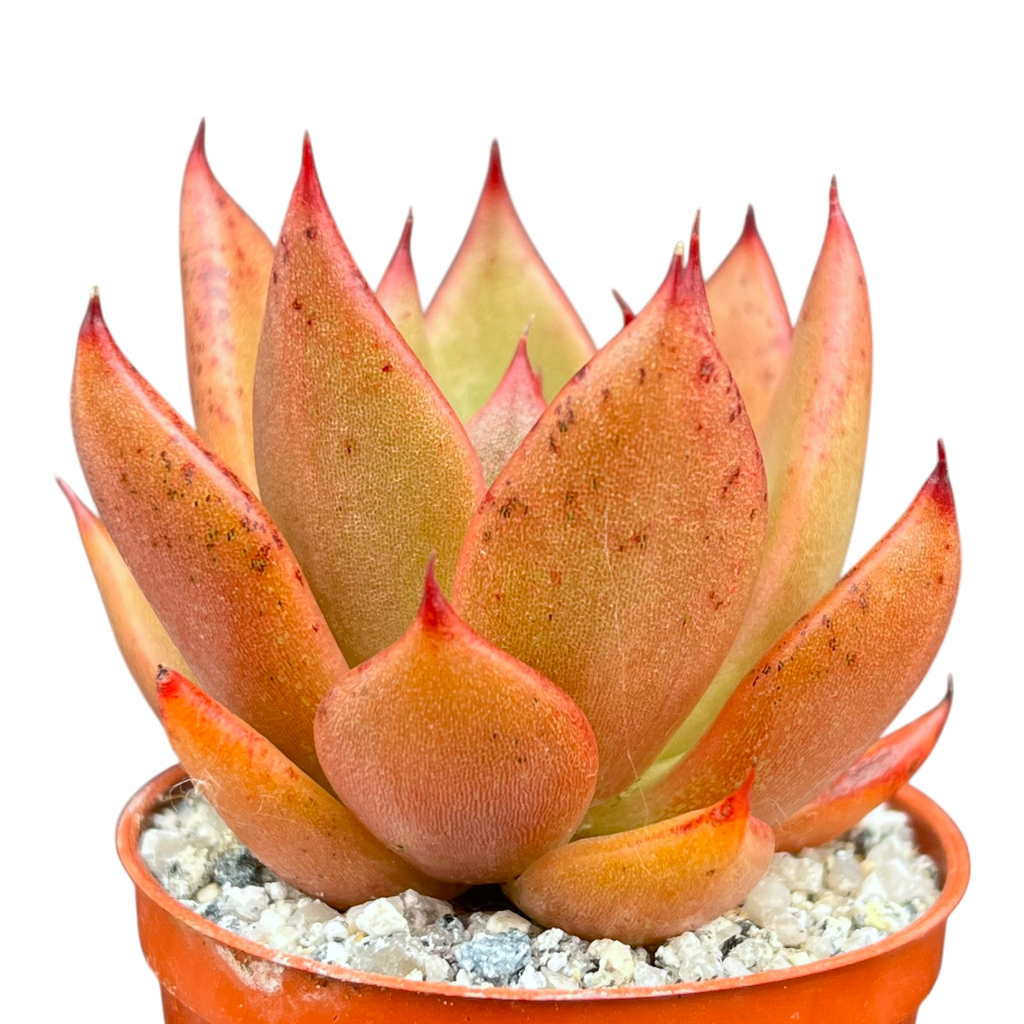 Echeveria agavoides 'Victor Reiter'