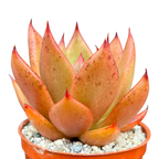 Echeveria agavoides 'Victor Reiter'