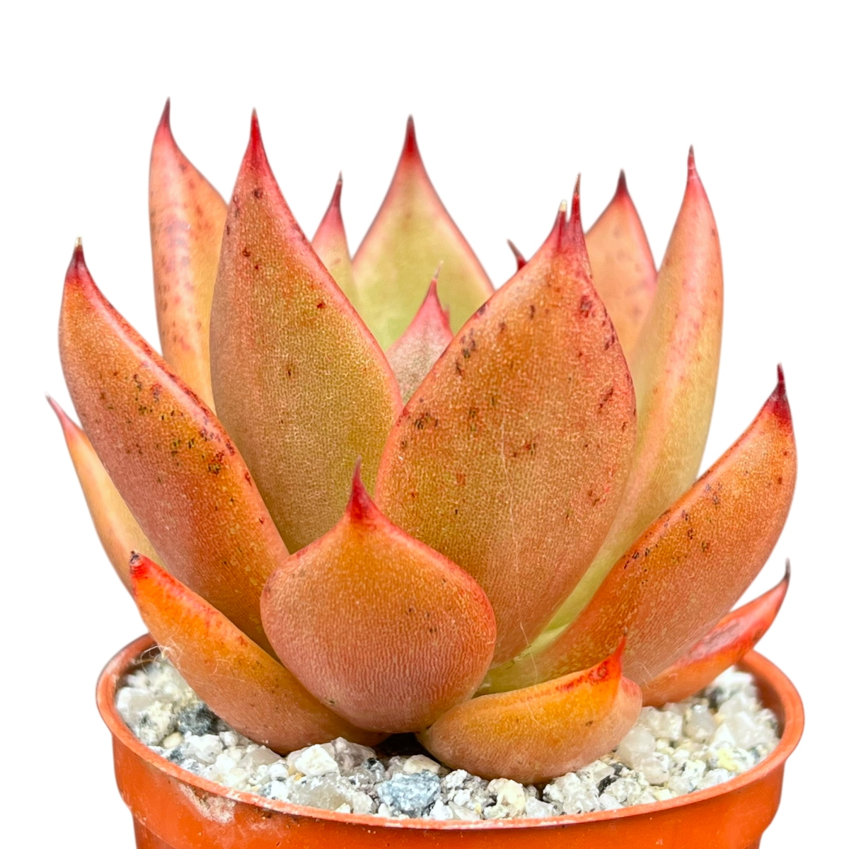 Echeveria agavoides 'Victor Reiter'