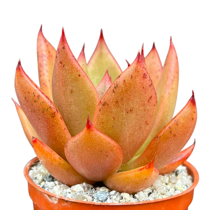 Echeveria agavoides 'Victor Reiter'