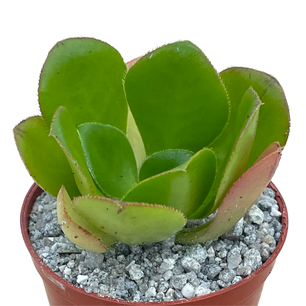 Aeonium glutinosum