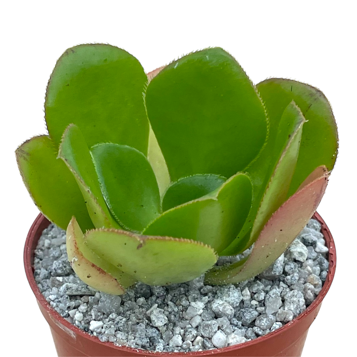 Aeonium glutinosum