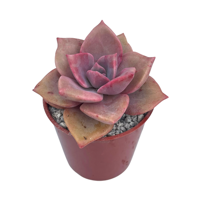x Graptoveria 'Mrs Richards'