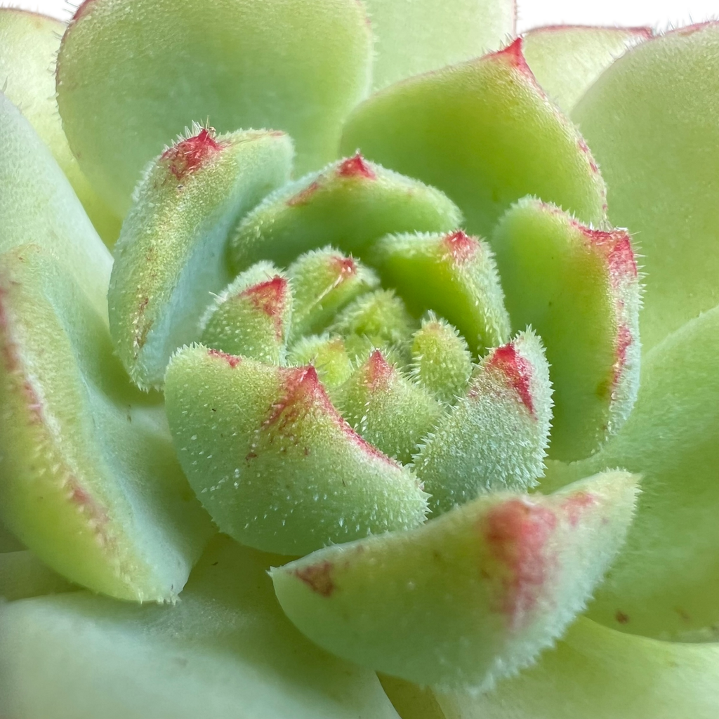 Echeveria derosa 'Herr Herrsblute'