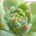 Echeveria derosa 'Herr Herrsblute'