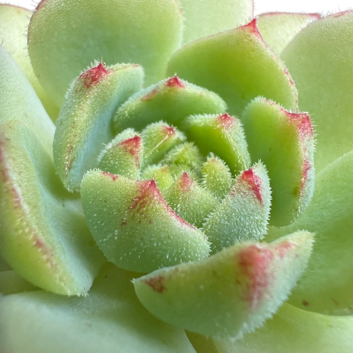 Echeveria derosa 'Herr Herrsblute'