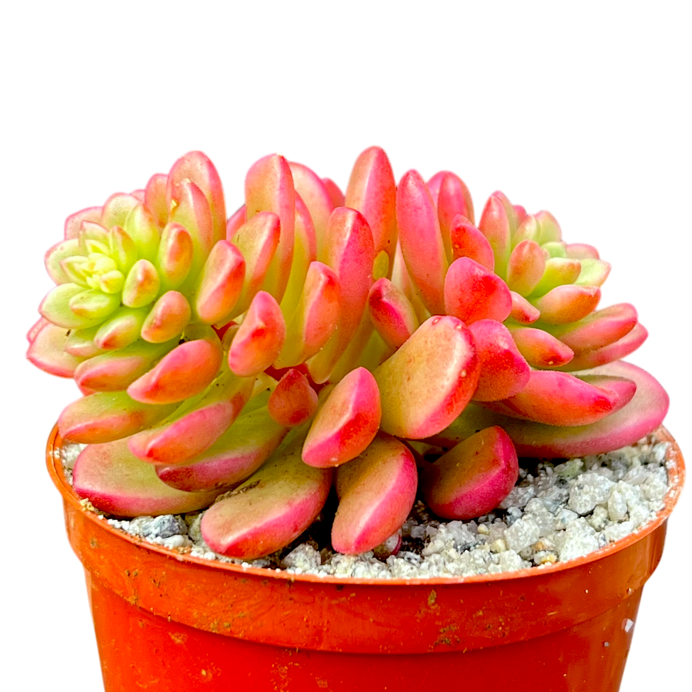 Sedum 'Joyce Tulloch' variegata