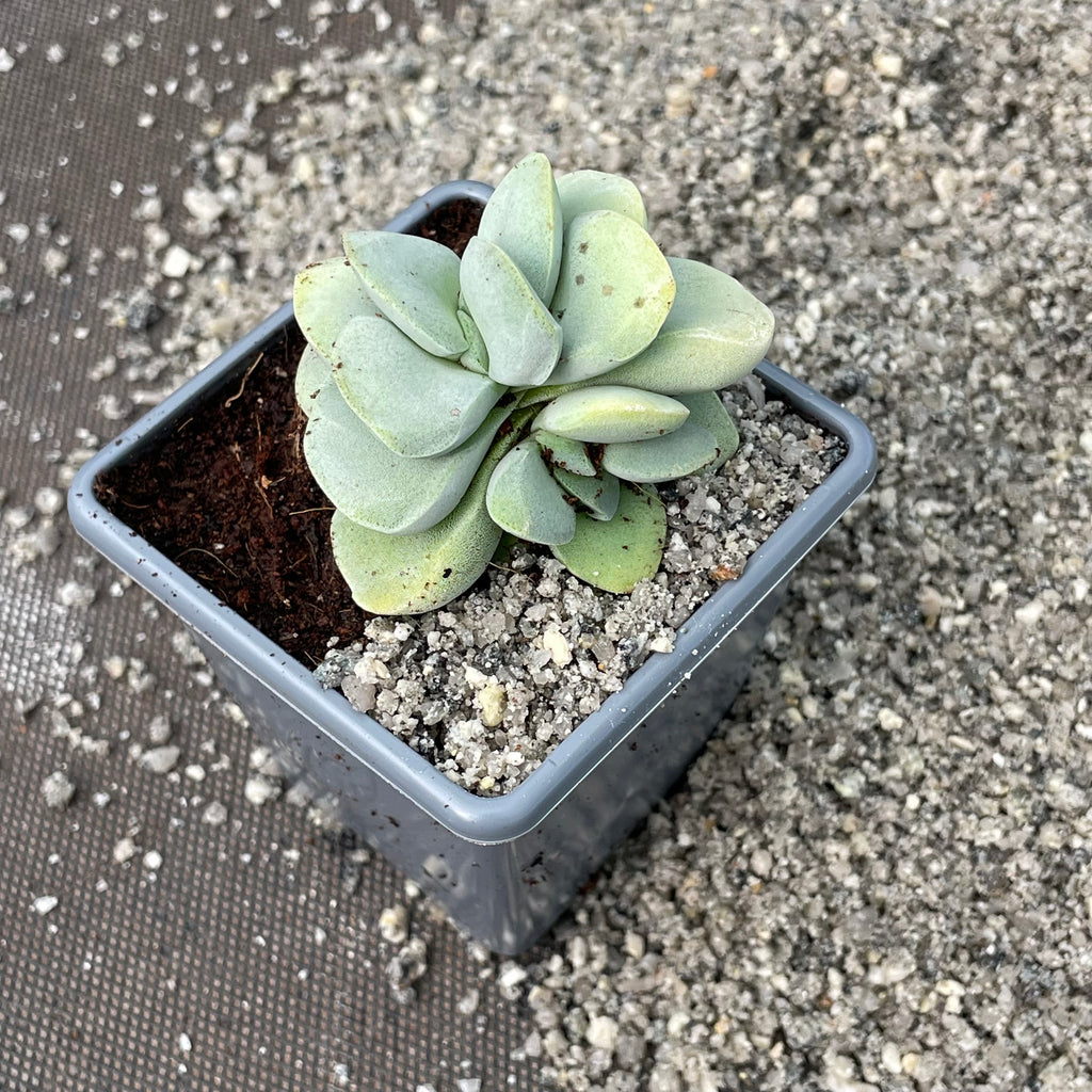 succulent grit Cornish Horticultural Grit – Surreal Succulents