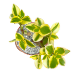 Crassula sarmentosa 'Comet'