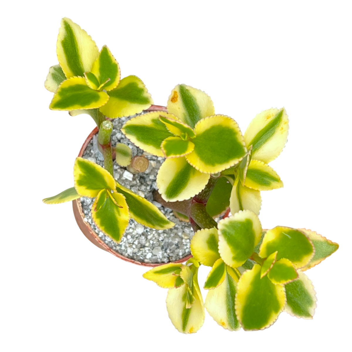 Crassula sarmentosa 'Comet'