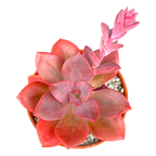 Echeveria 'Chroma'
