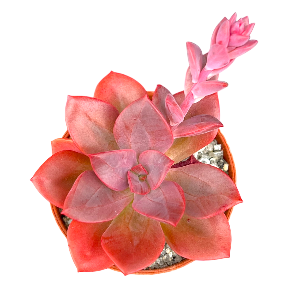 Echeveria 'Chroma'