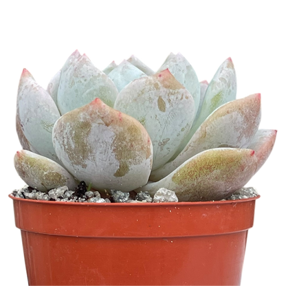 Echeveria 'Monroe'