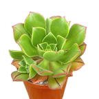 Aeonium mascaense