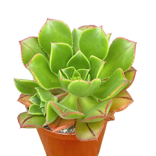 Aeonium mascaense