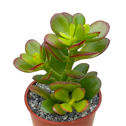 Crassula ovata minima