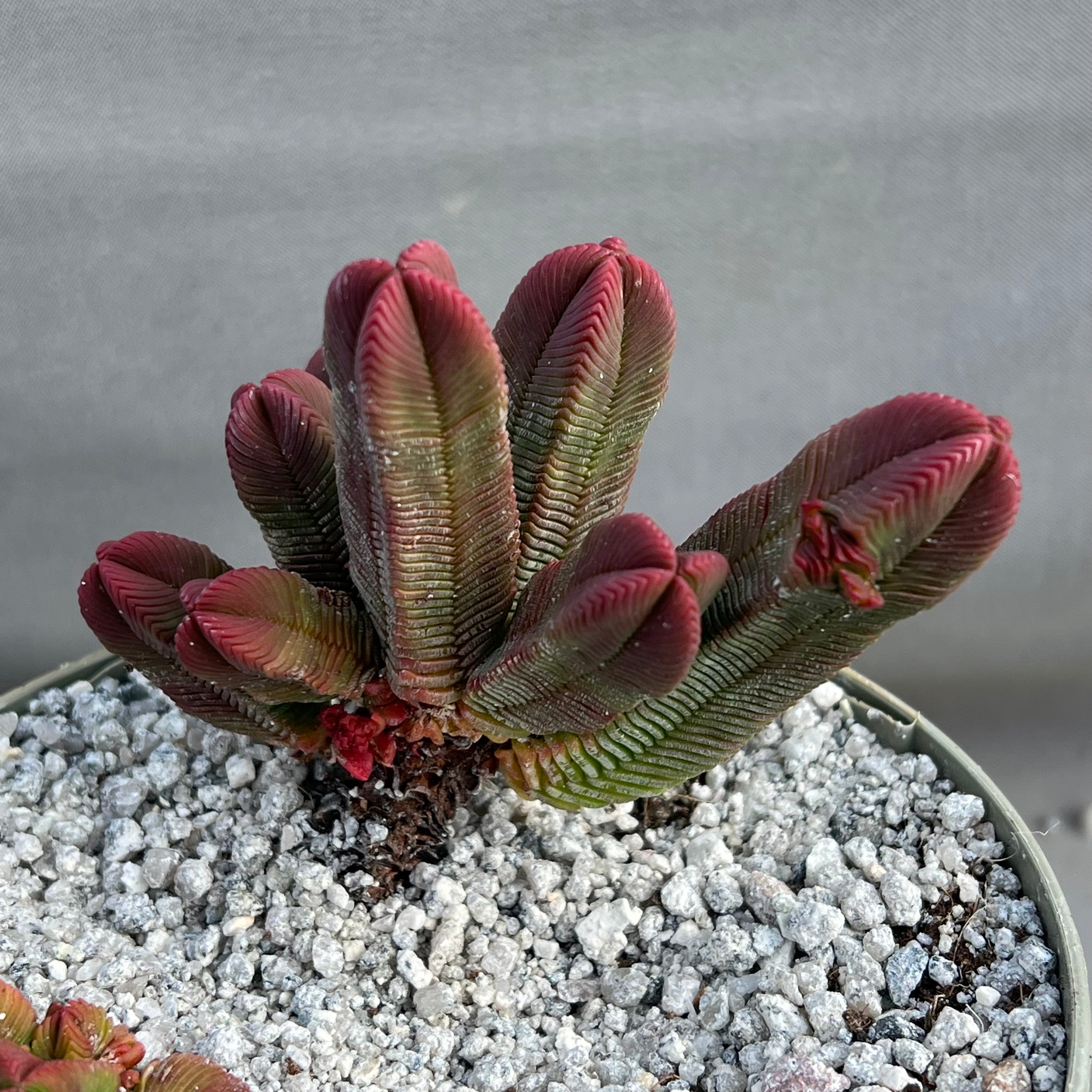 pyramidalis succulent Crassula pyramidalis – Surreal Succulents