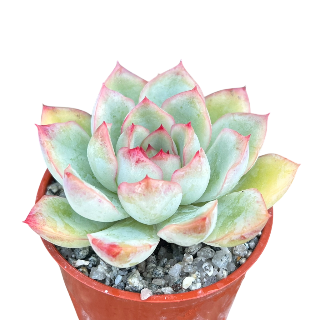 Echeveria 'Ileene'