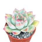 Echeveria 'Ileene'