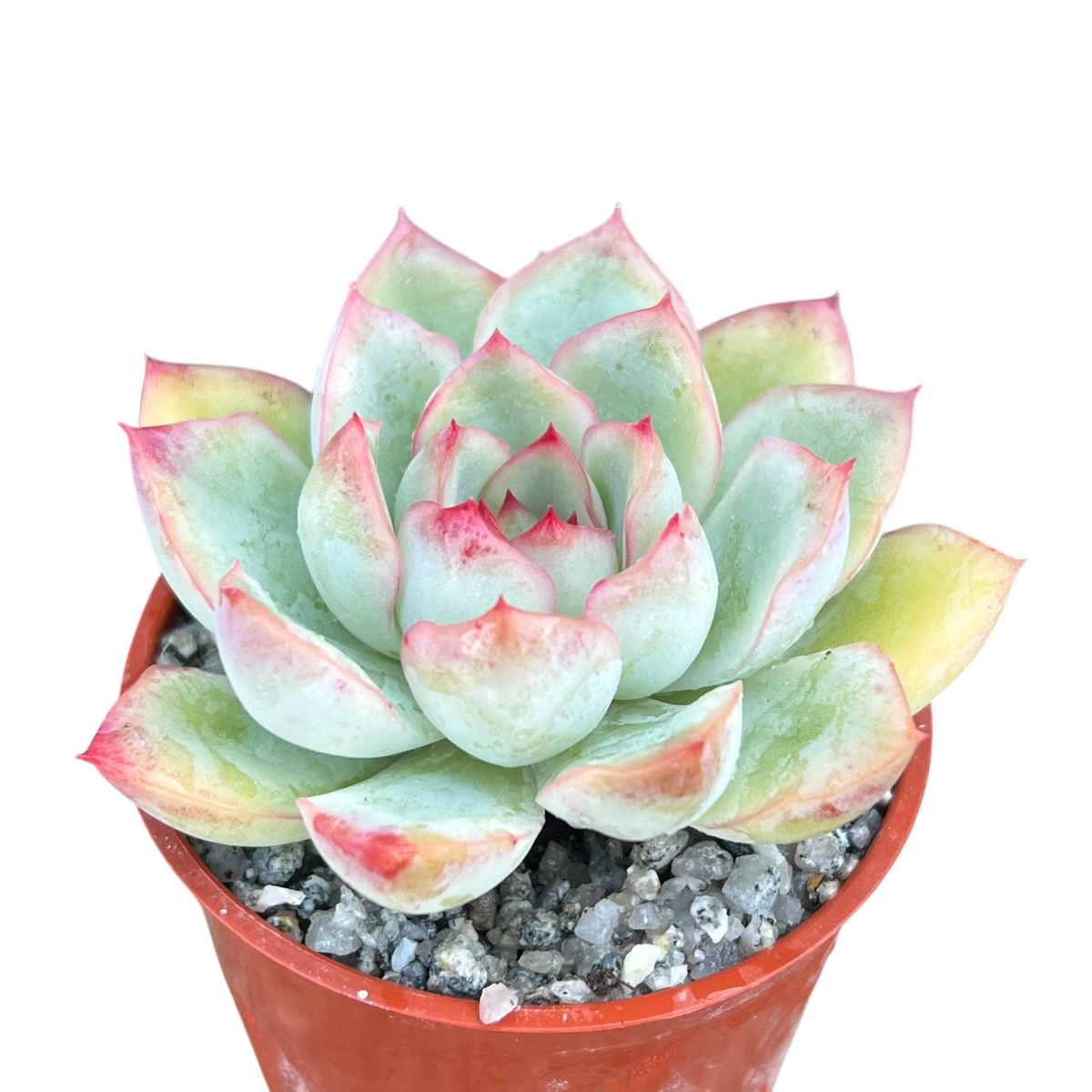 Echeveria 'Ileene'
