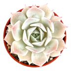 Echeveria 'Fleur Blanc'