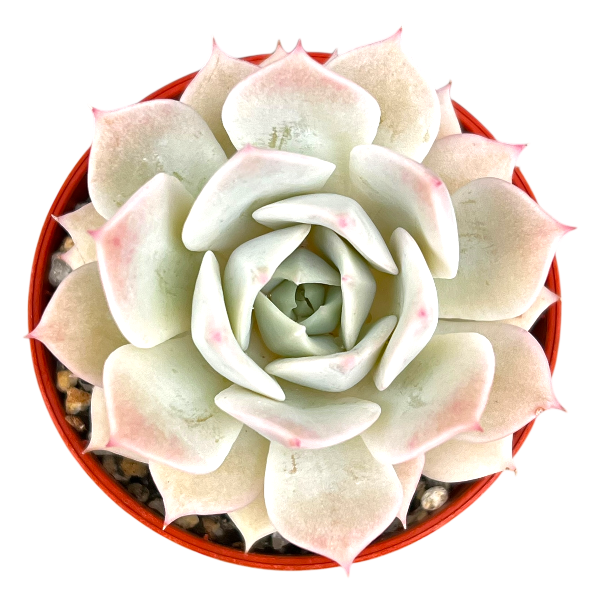 Echeveria 'Fleur Blanc'